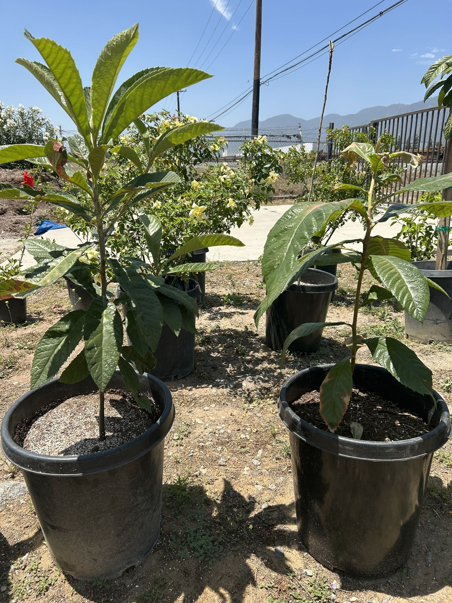 Arbol Nispero / Loquat Fruit Tree
