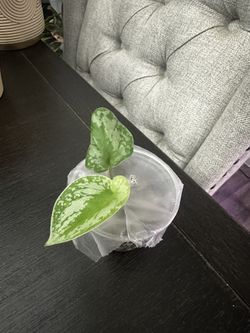 SCINDAPSUS PICTUS (SATIN POTHOS)