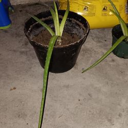 barbados aloe vera plants 