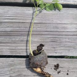 Moringa Seedling (5"-10")