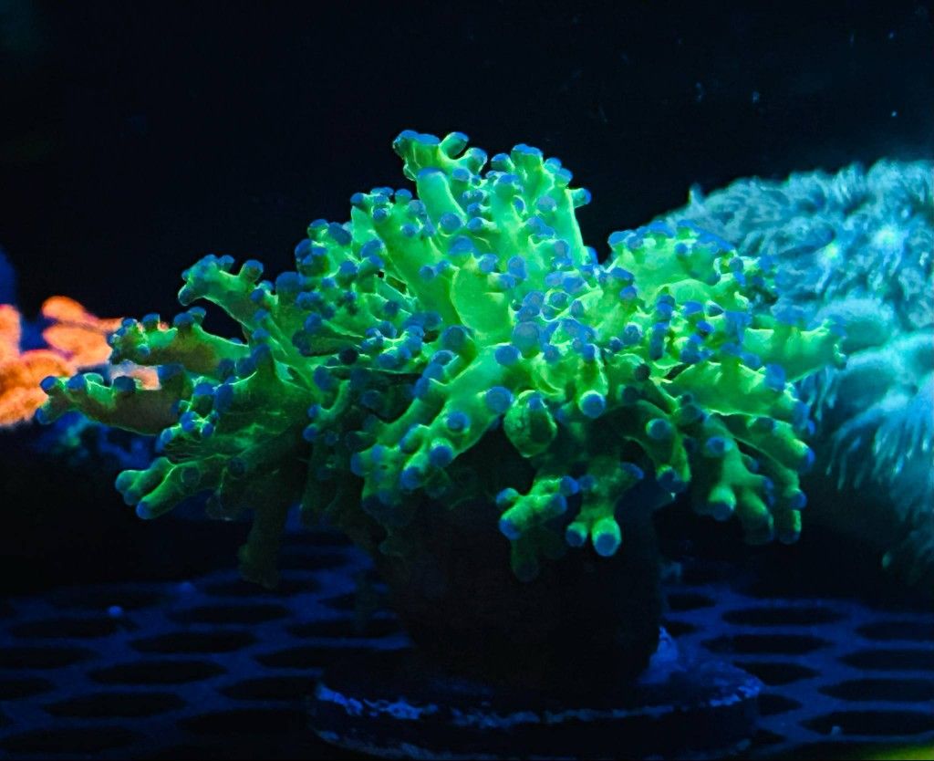 Frogspawn Colony NEON Green