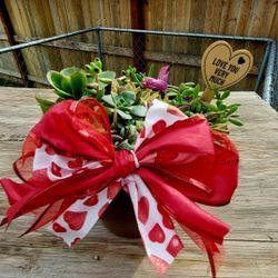 Plant Arrangements 🪴 Half Price Sale 