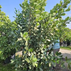 huge clusoas staring  only $9.50 and up 