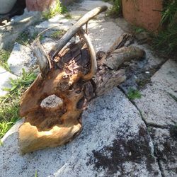 Natural Driftwood