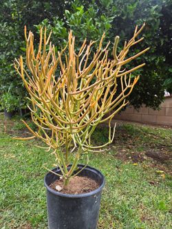 Fire Stick Suculent Cactus Plant