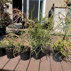 Firestick Plants - Euphorbia tirucalli