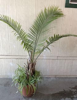 Palma natural grande $$45