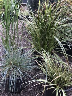 6 types of 2-gal ornamental grasses