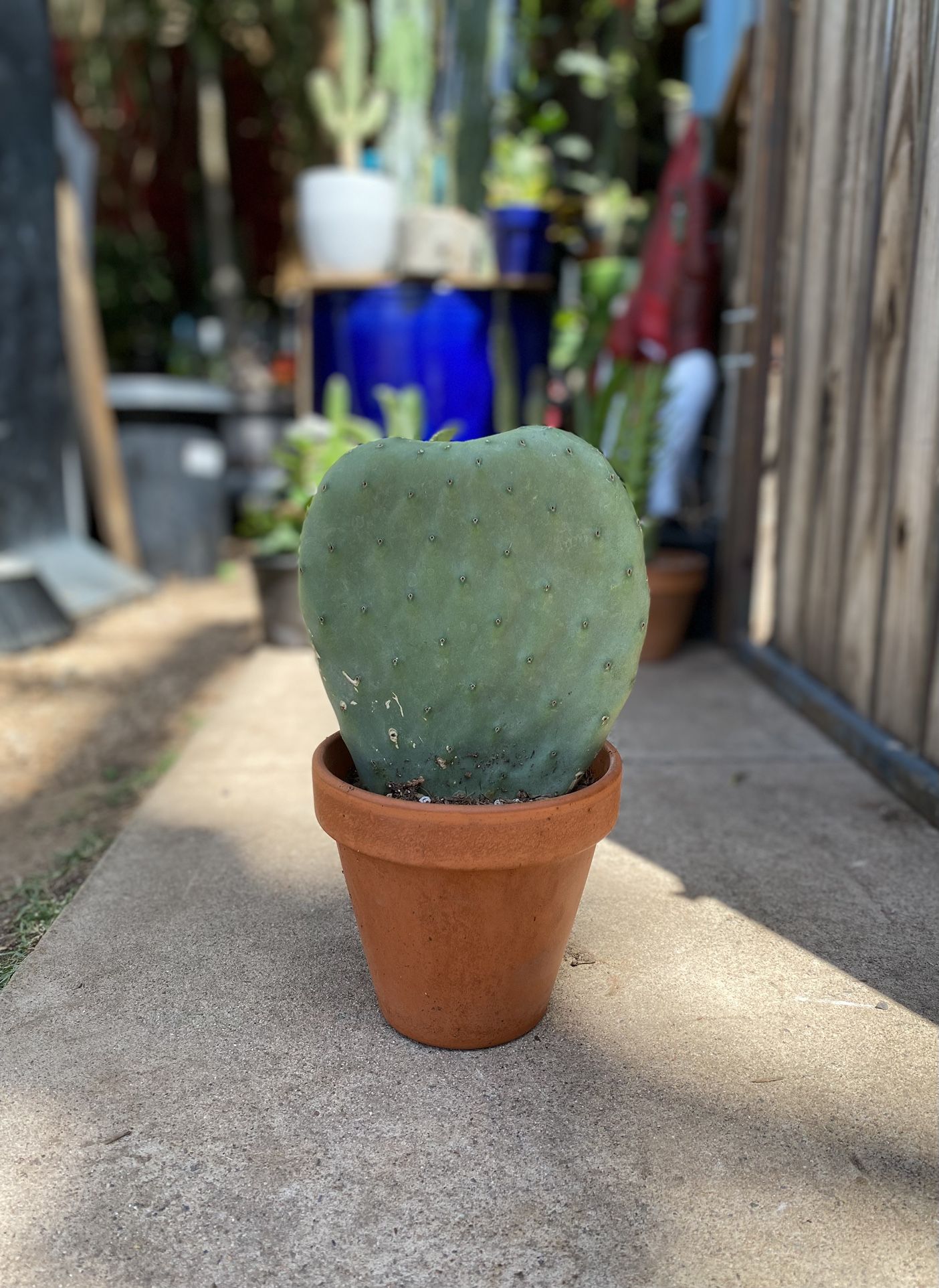 Prickly Pear Cactus Plant