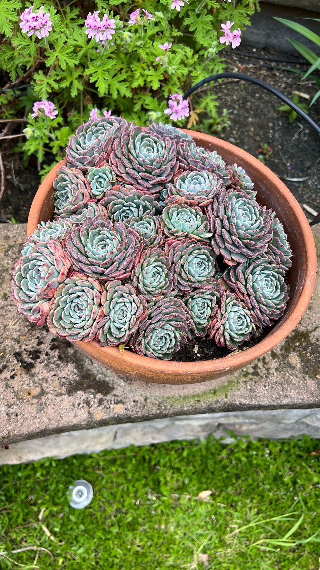 Succulent