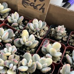 Variegated Cotyledon In 2” $10 Each 