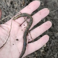 Fresh Crawlers! Huge And Active