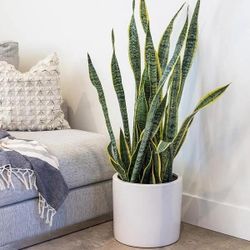 Air Purifying Snake Plant Beautify And Purify Your Space!