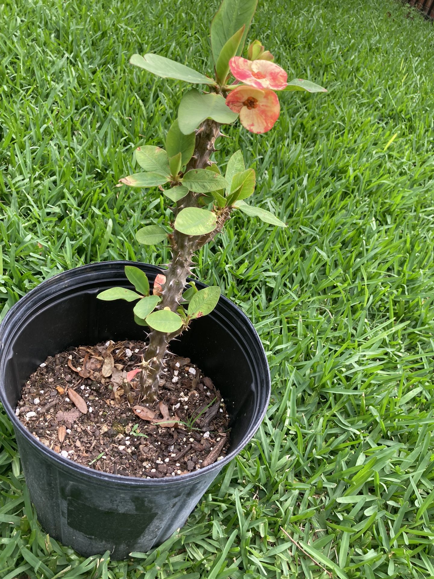 Maceta De Corona De Cristo Muy Bonitas Flor Grande 