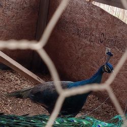 Juvenile Male  PEACOCK