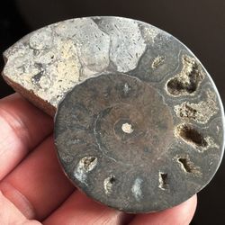 Natural Ammonite Fossil 