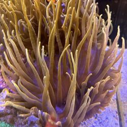 Chicago Anemones