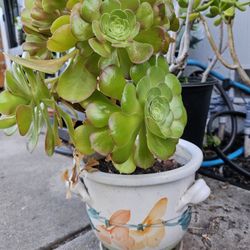 Succulent plant in ceramic pot