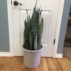 Plant