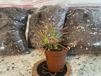 Carnivorous Plant Soil