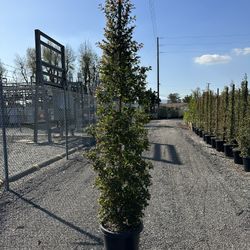 Eugenia Privacy Hedge