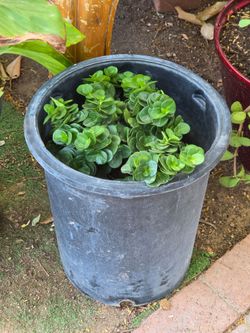 Natal plum plant