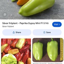 Gipsy paprika plants