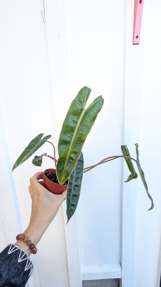 Philodendron Billietae Plant 4" Pot - Indoor House Plants