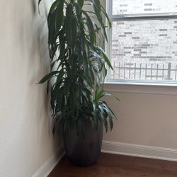 Beautiful very well taken care of real plant with pot included!