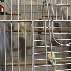 Cage Bird