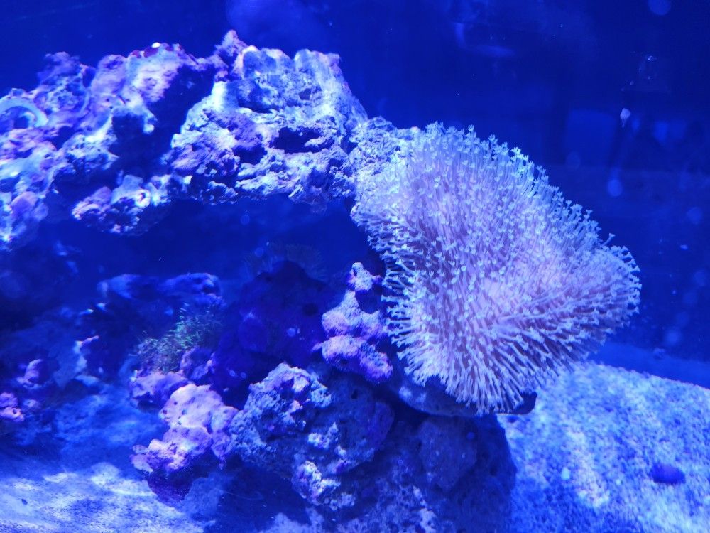 Fiji Cube
38 Gallon Peninsula Rimless