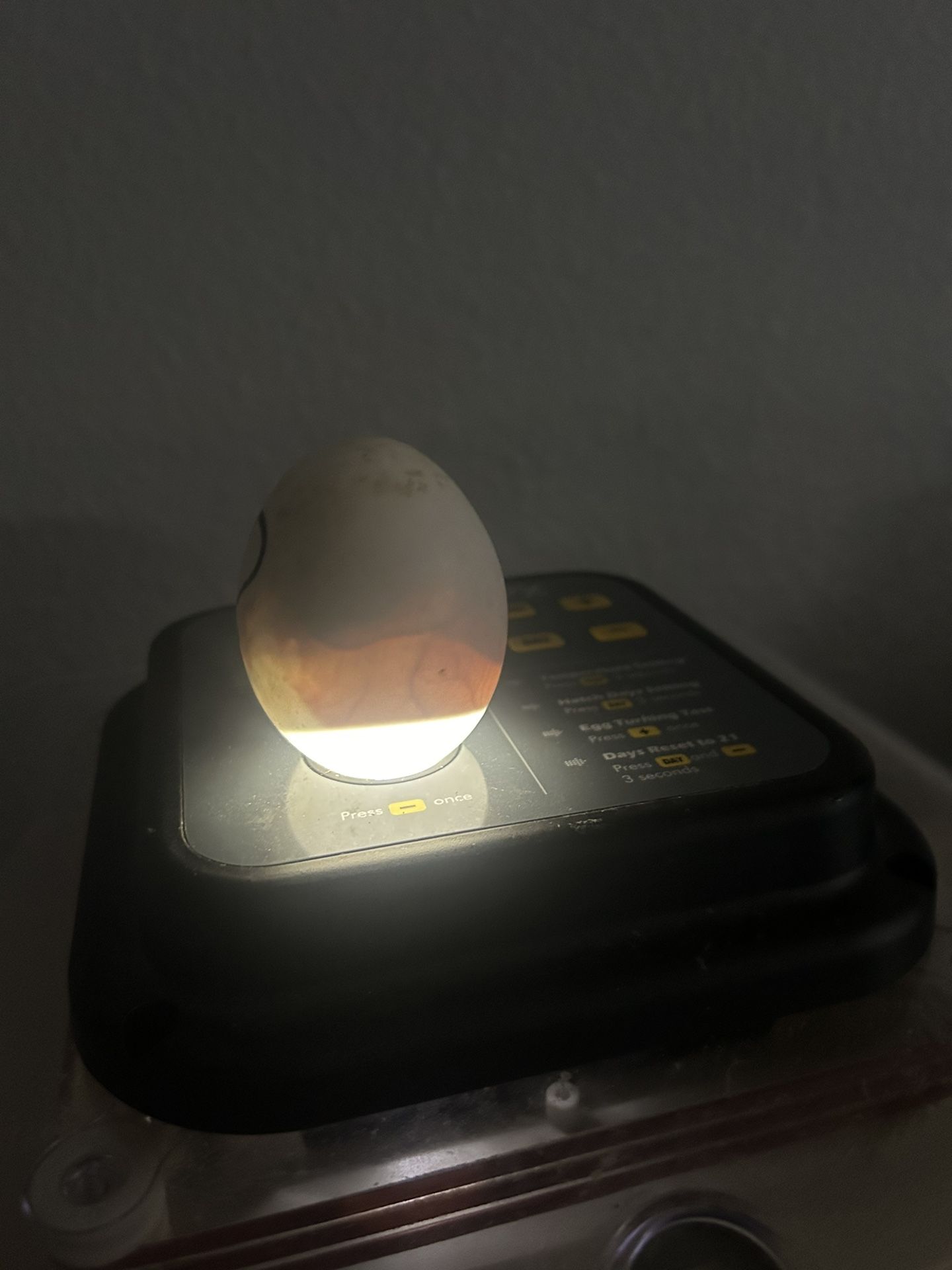 Duck Eggs And Chickens