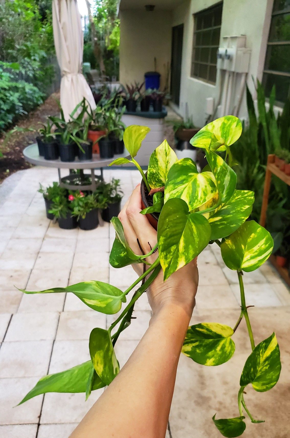 Golden pothos plants. $3 each