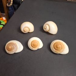 Set Of 5 Muffin Snail Shells - Spiral W/Caramel Coloring Coastal Nautical Decor, Large 3-3.5"