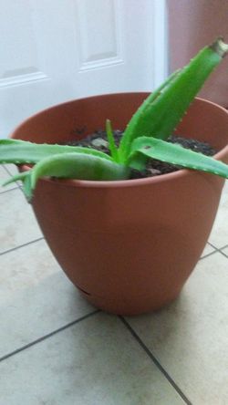 Aloe plant