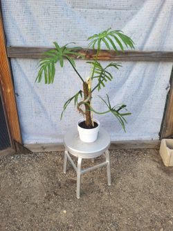 Split Leaf climber 6" Nursery Pot