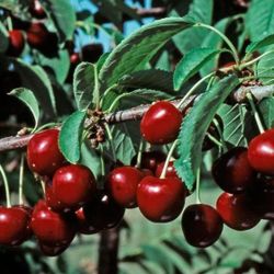 🍒CherryTree (Cereza)