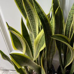 Premium/Full/lush ~2.5-3ft tall (10” pot) snake plant with baby plant sprouting; 95820