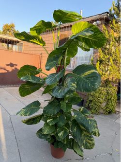 Huge Hawaiian Pothos 7 feet tall huge leaves w/ fenestrations