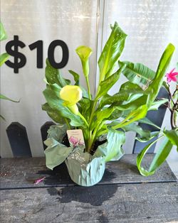 Calla lily plant