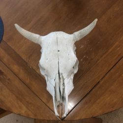 Bull Skull