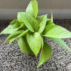 Water Rooted Cuttings Of Neon Pothos- A