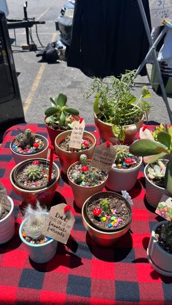 Plants and mugs
