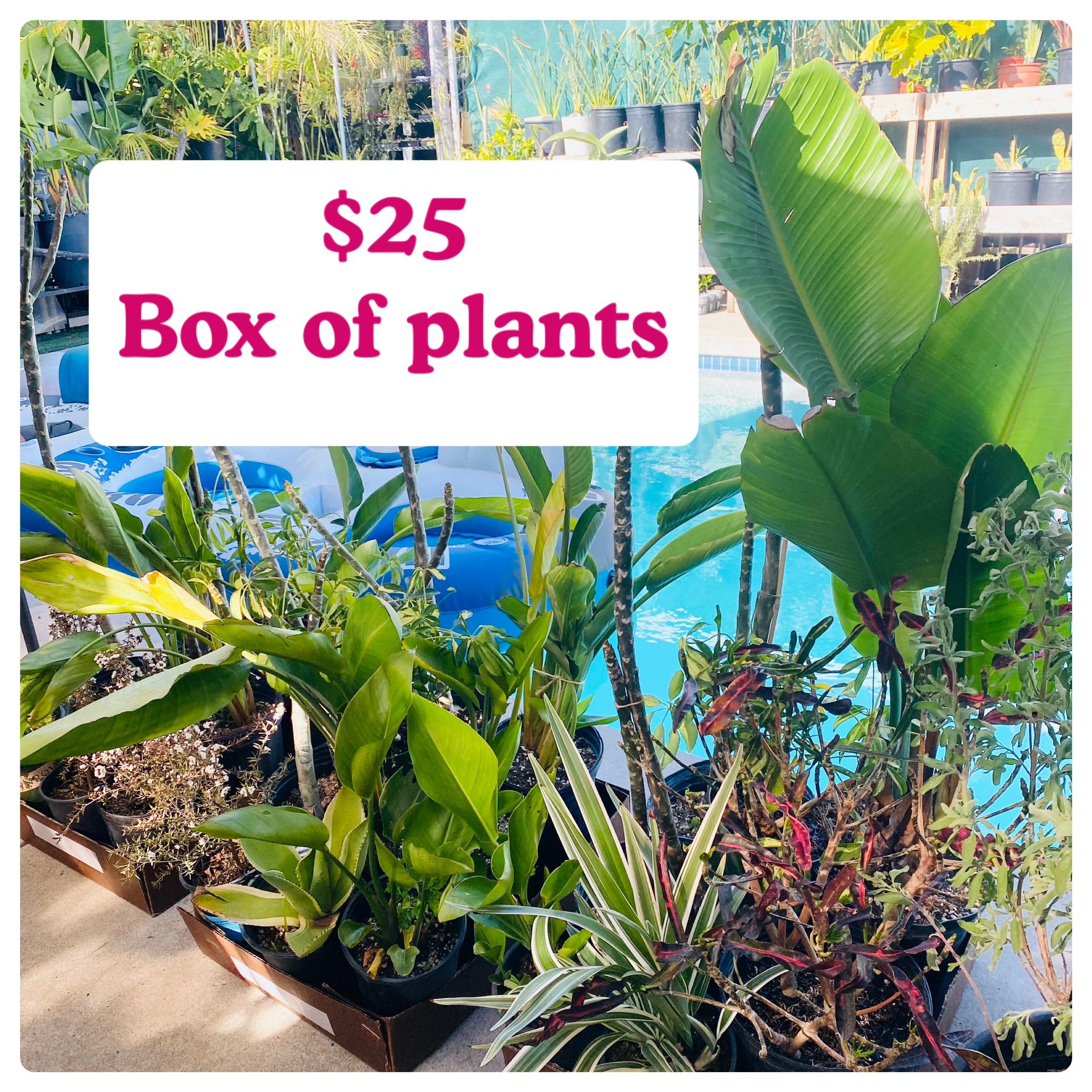 Plants Sale! $25 each box🌿Full sun plants🌿First come 