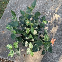Peach double hibiscus plant