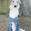 Laika