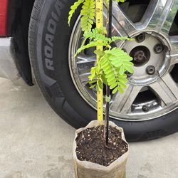 Tamarind Tree