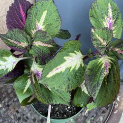 HERMOSAS PLANTAS NATURALES “COLEUS PLANT “