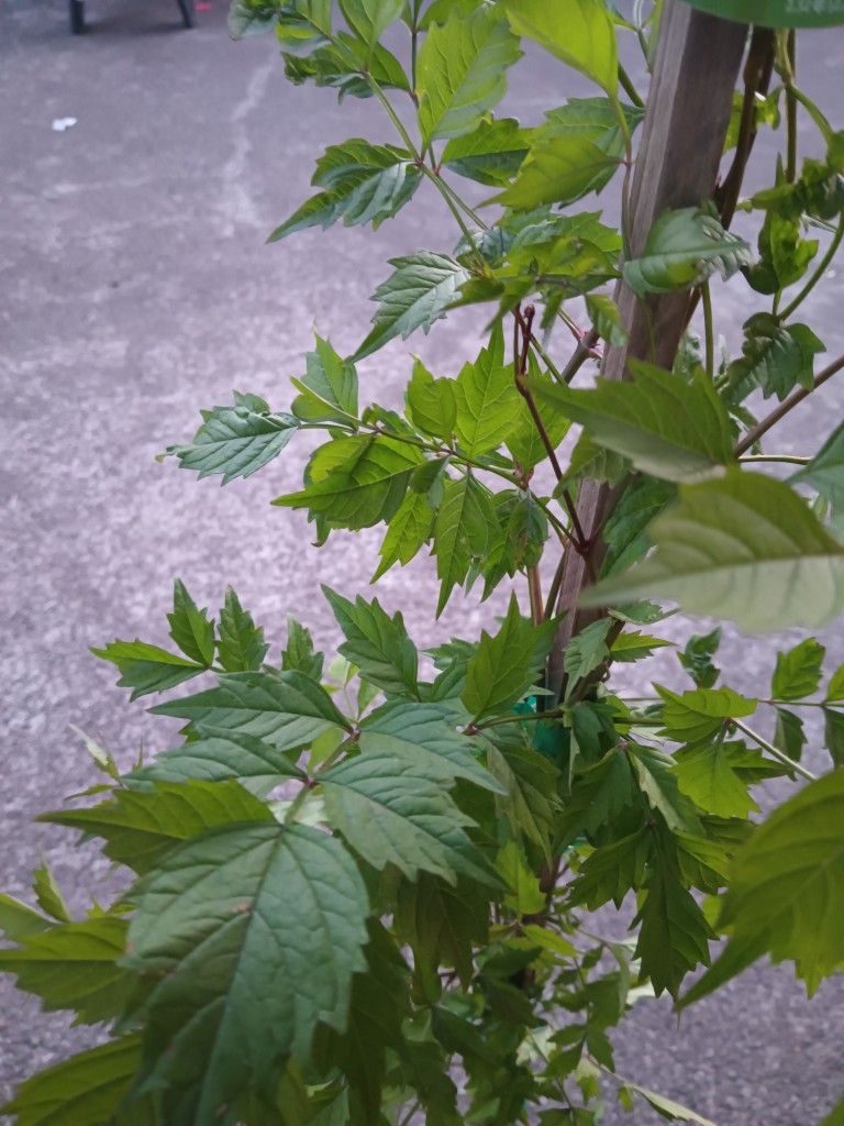 Red Trumpet Vine Plants for Sale in WA OfferUp