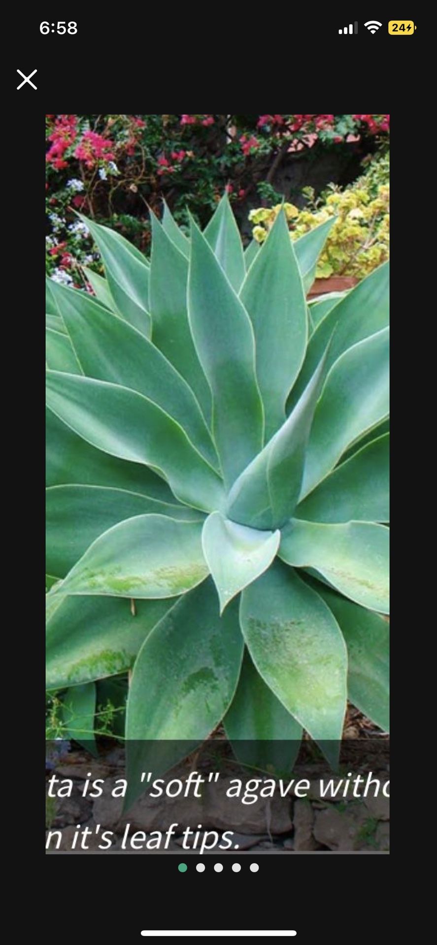 Foxtail Agave (Agave Attenuata) 🦊 🪴 Plants